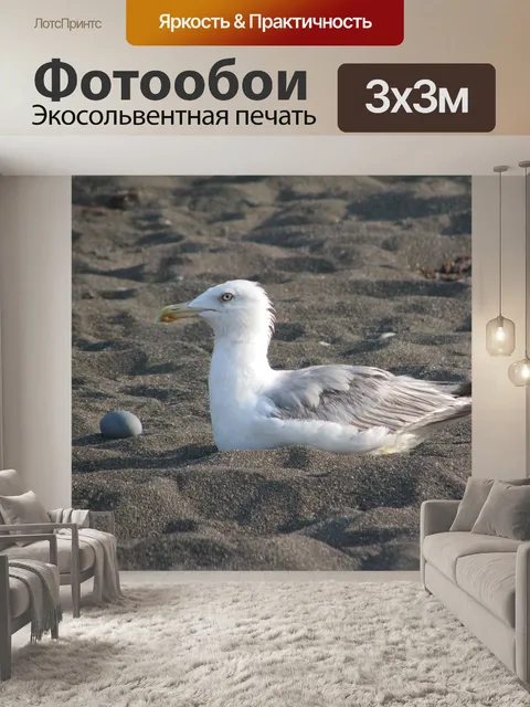 Фотообои Чайка