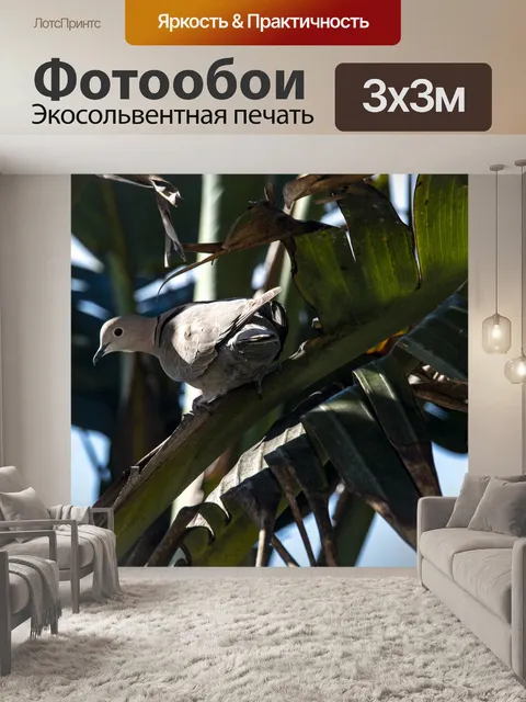Фотообои утренний голубь
