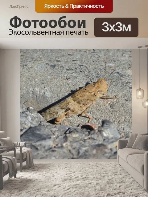 Фотообои Кузнечик Животные Насекомое