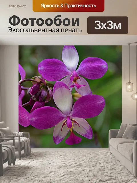 Фотообои Erdorchidee