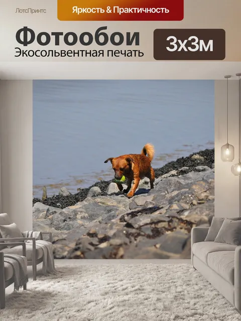 Фотообои Собака
