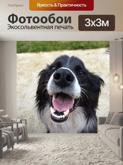 Фотообои Собака