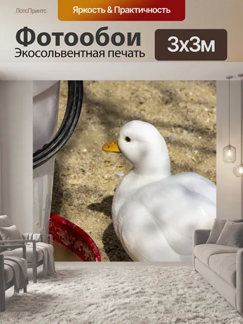 Фотообои белая утка