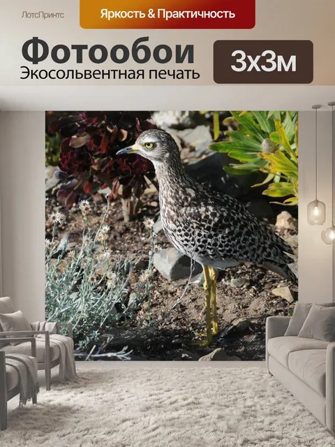 Фотообои Птица