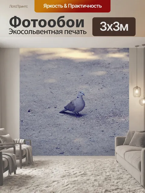 Фотообои Голубь на земле