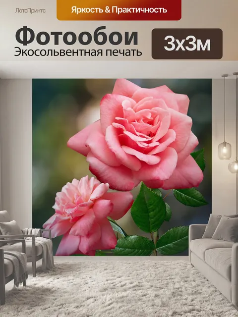 Фотообои Фотография цветка розы