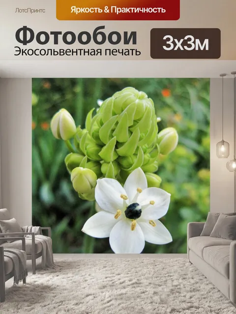 Фотообои белый цветок и почки