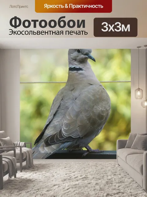 Фотообои Горлица