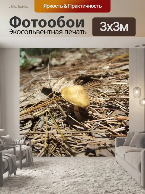 Фотообои Гриб