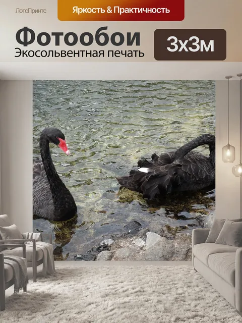 Фотообои Черные лебеди