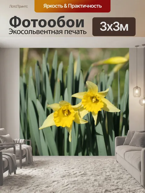 Фотообои Миниатюрные нарциссы крупным планом