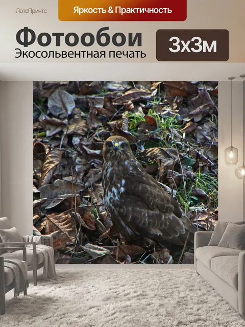Фотообои Хищные птицы