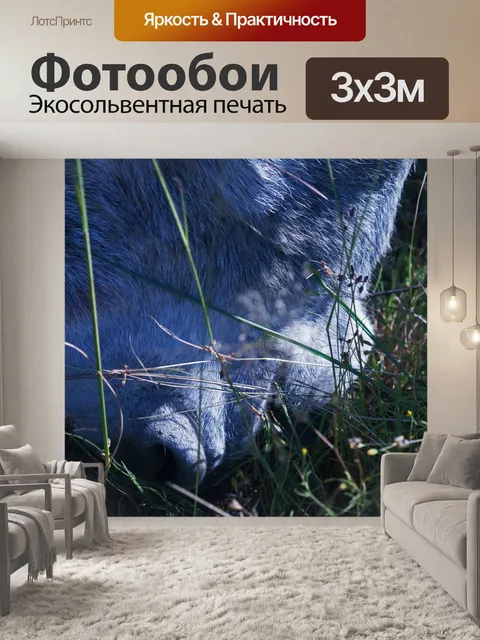 Фотообои солнечный свет на морде серого осла