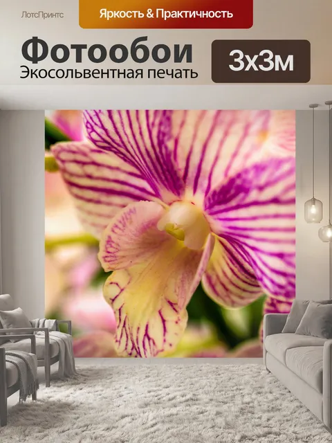Фотообои Цветок орхидеи