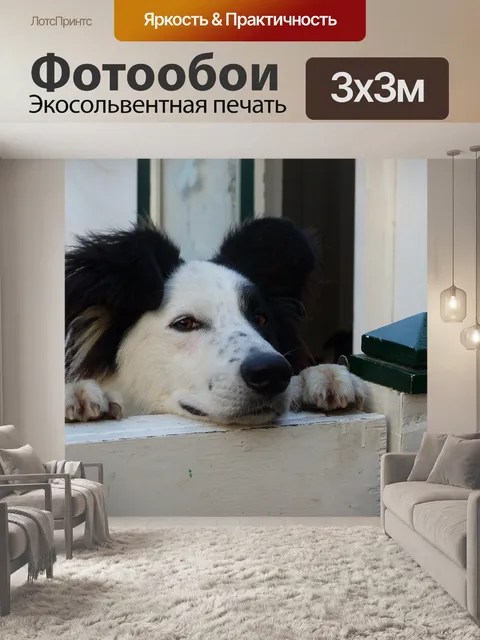 Фотообои Собака