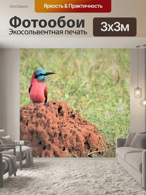 Фотообои Северная карминовый пчелоед