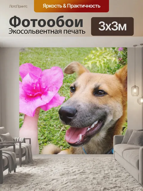 Фотообои Собака