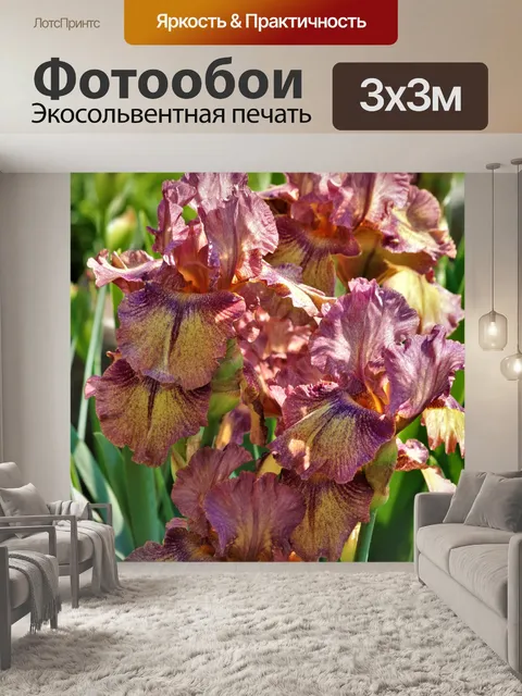 Фотообои Фиолетовый бородатый ирис крупным планом
