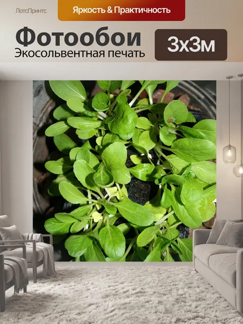 Фотообои китайская капуста рассады