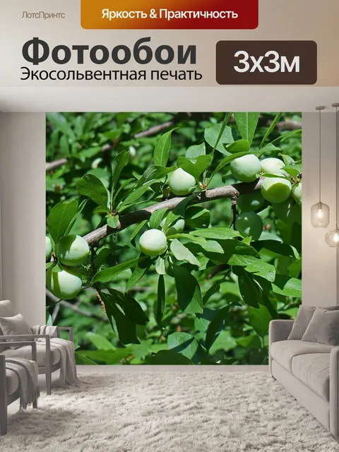 Фотообои Зеленые сливы