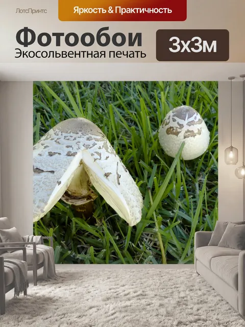 Фотообои Грибы