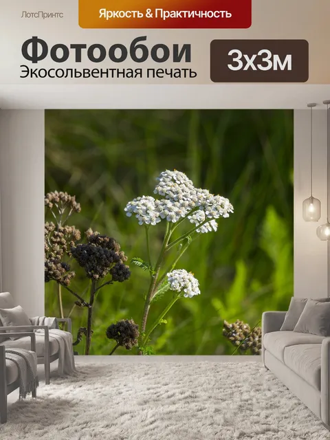 Фотообои Ахиллеа миллефолиум
