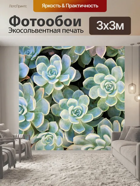 Фотообои Сочные розы, Echeveria
