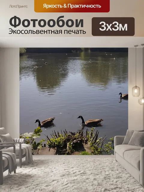Фотообои Утки в воде