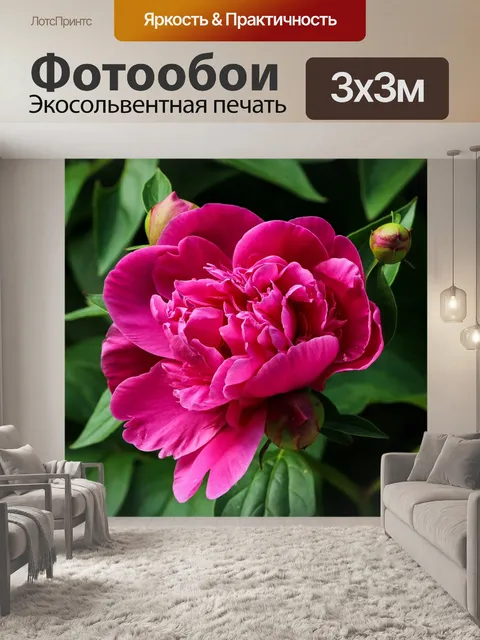 Фотообои Розовый пион