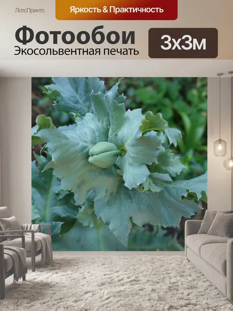 Фотообои Бутон цветка мака