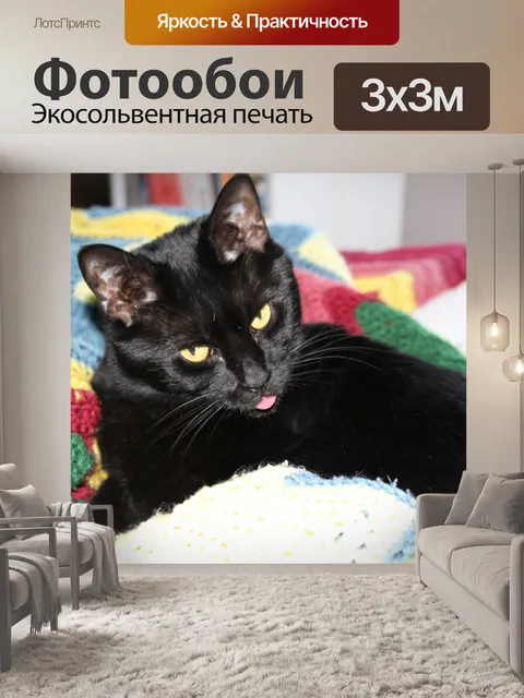 Фотообои Черный кот на одеяло