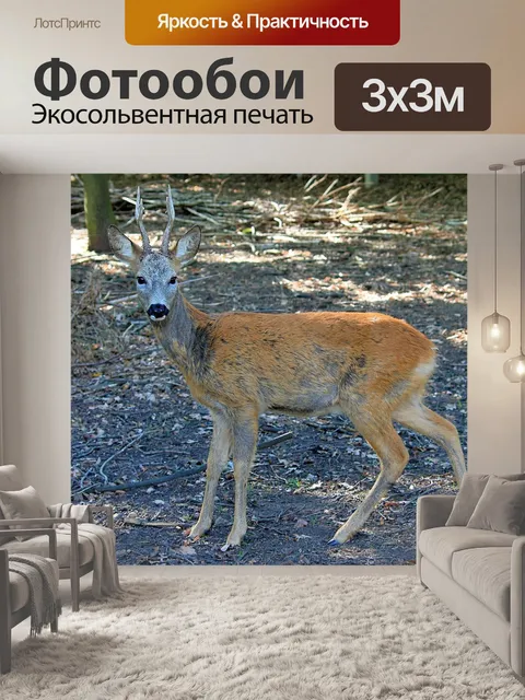 Фотообои Косуля