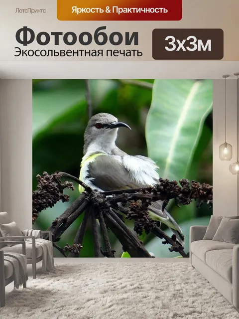 Фотообои Пурпурно-крестцовая солнечная птица