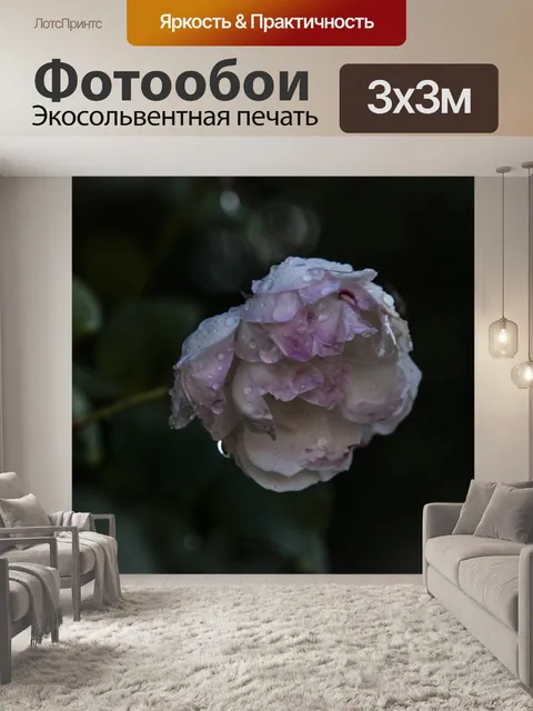 Фотообои Мокрая роза