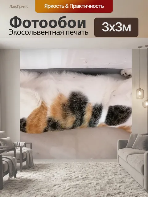 Фотообои дремлющий кот