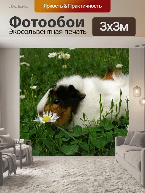 Фотообои Морская свинка