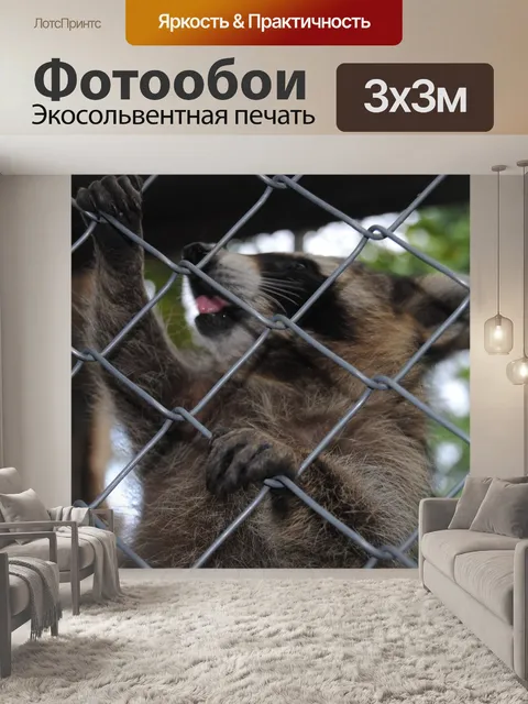 Фотообои Енот