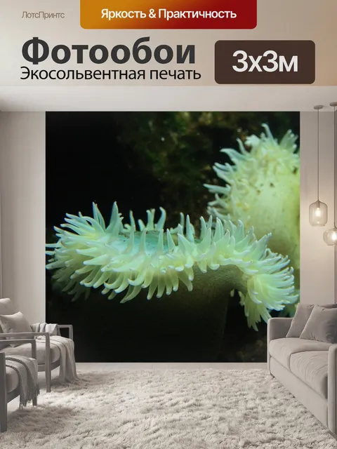 Фотообои Коралл