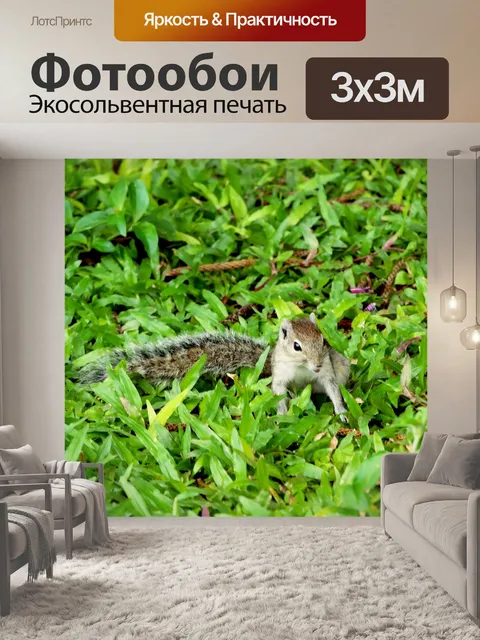 Фотообои Белка