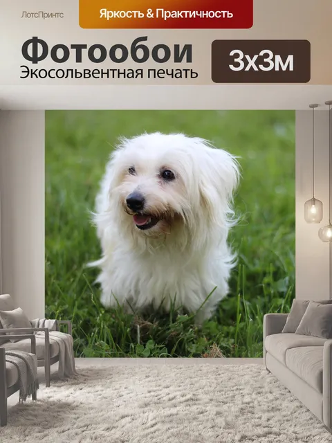 Фотообои Котон де тулеар