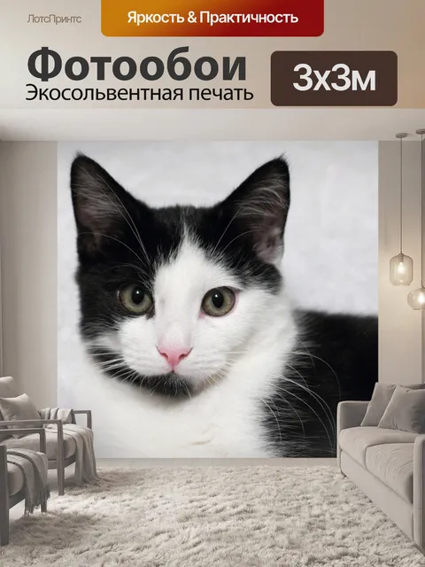 Фотообои Черно-белая кошка с розовым носом