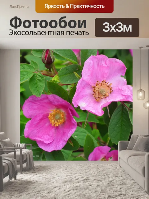 Фотообои Шиповник