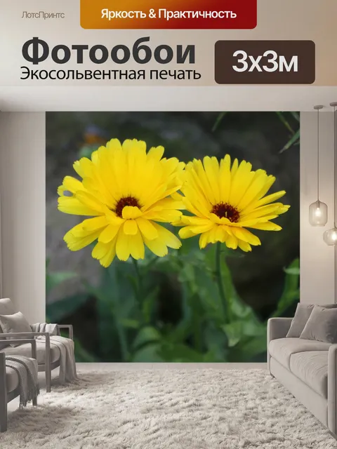 Фотообои Желтая ромашка