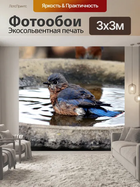 Фотообои Синяя птица в птичьей ванне