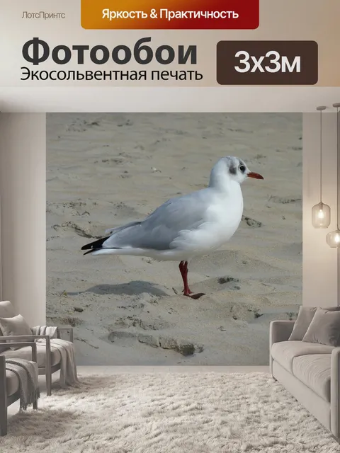 Фотообои Чайка