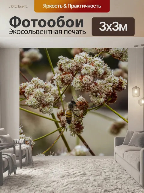 Фотообои Калифорнийская гречиха и пчела