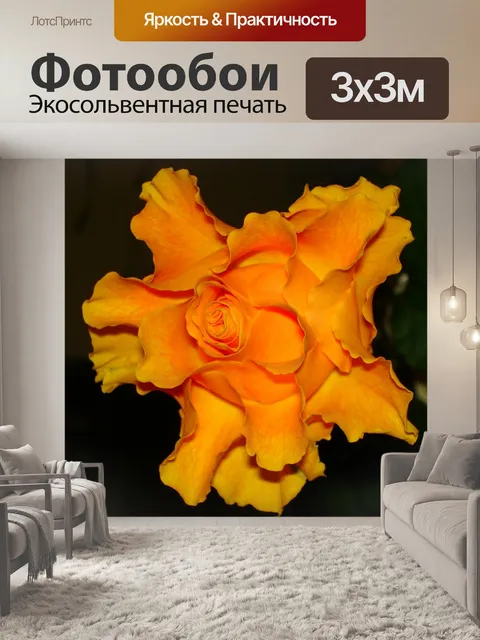 Фотообои Роза