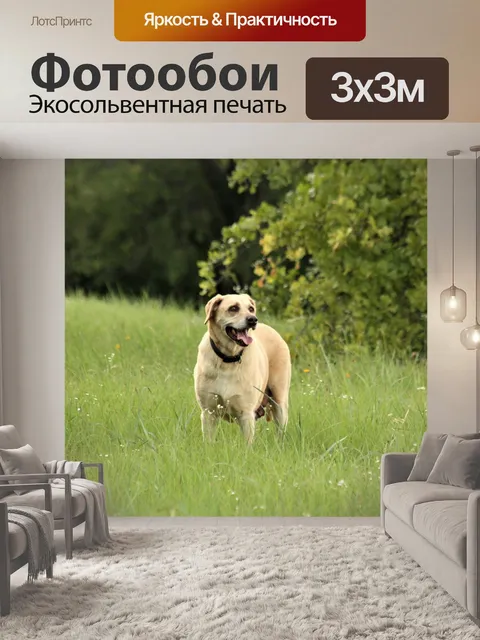 Фотообои Лабрадор ретривер в поле Страна