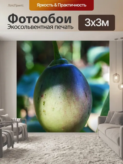 Фотообои Зеленое созревание плодов помидоров