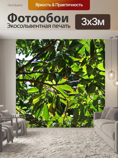 Фотообои свет на личи листвой